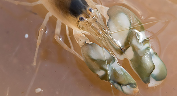 Snapping Shrimp Up Tempo of Reef Sounds in Warmer Water