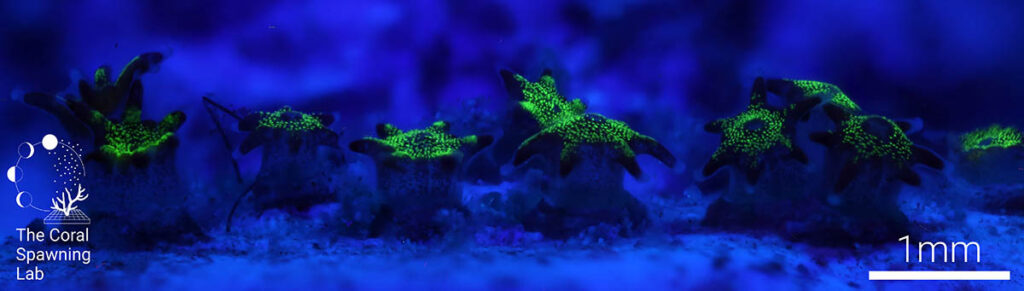 5-week-old baby Elegance corals are shown under blue lighting to highlight the development of green fluorescent proteins.