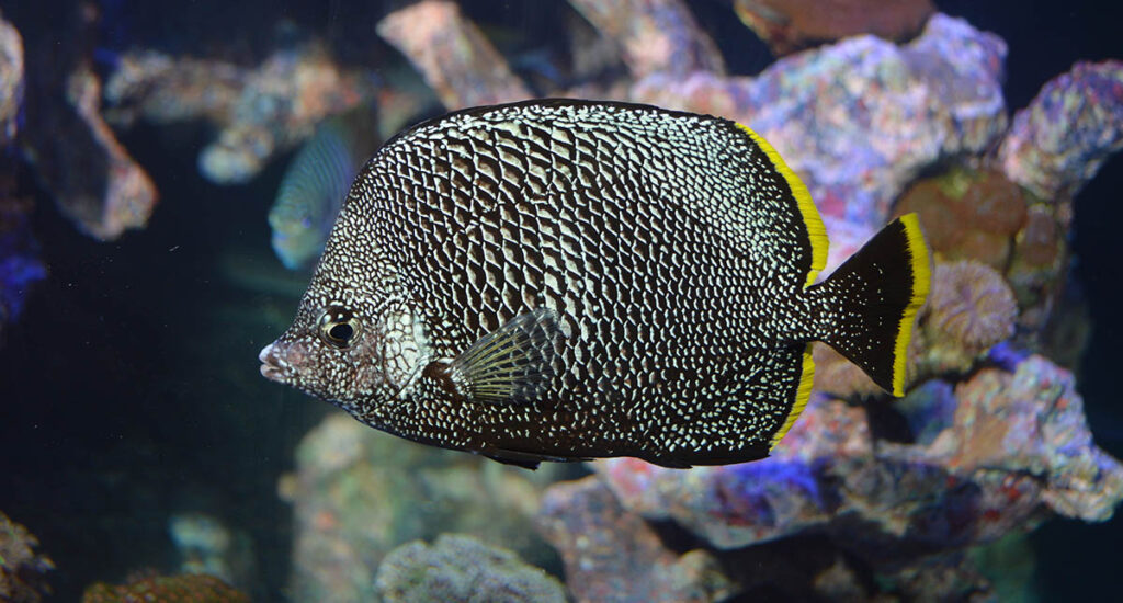 For many, the Wrought Iron Butterflyfish, Chaetodon daedalma, is likely something they have never seen, let alone encountered alive. And they may never see one again, given its general rarity in the trade. This one greedily ate Mysis shrimp while in the display aquarium of Sea Dwelling Creatures & Exotic Reef Imports.