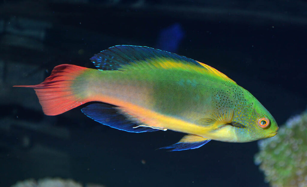 I heard many aquarists swooning over this gorgeous pinnate-tailed male Scott's Fairy Wrasse, Cirrhilabrus scottorum, a highly variable species. 