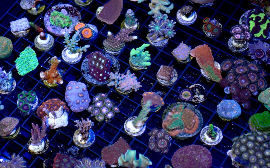 What You Missed at MACNA 2022: All The Corals