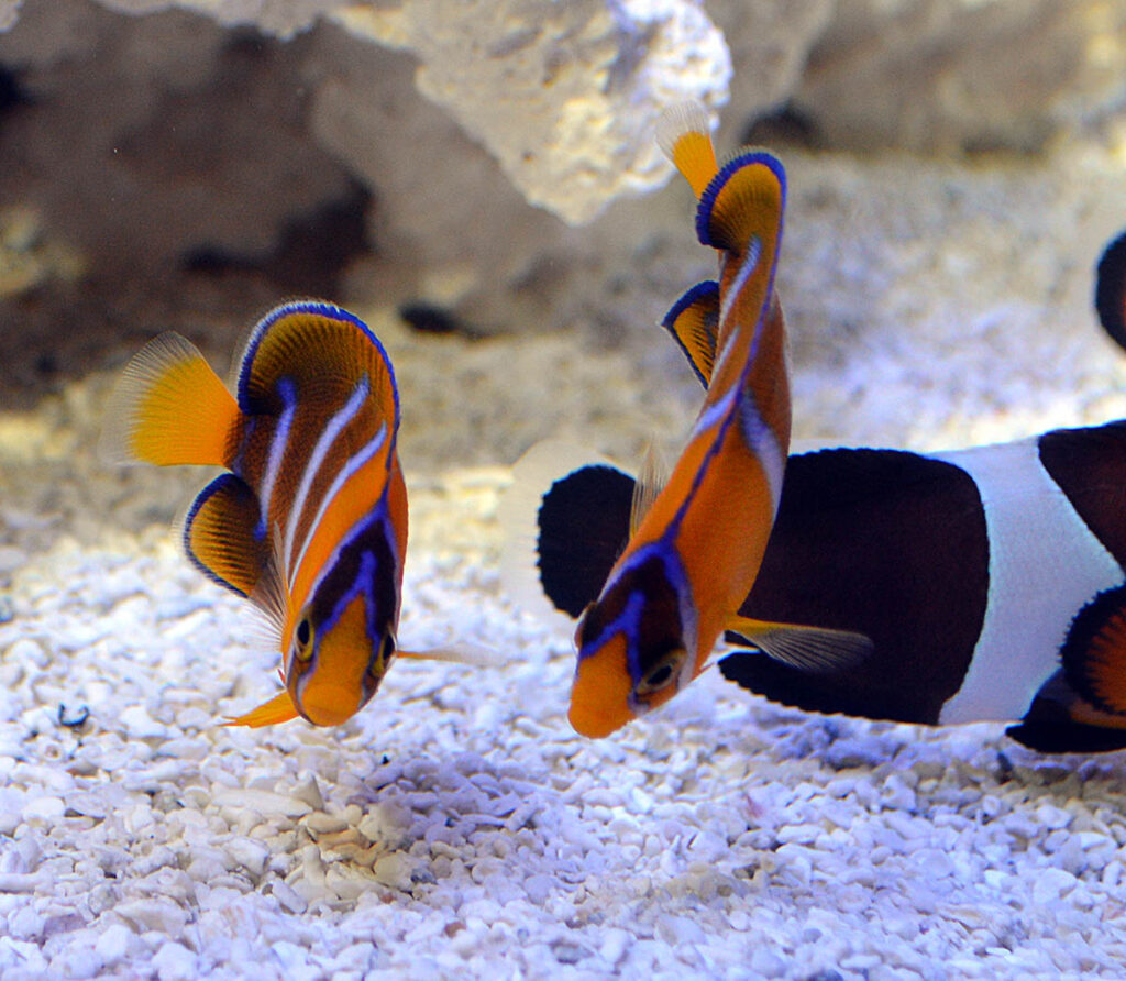 What are these captive-bred angelfish mixed in with all the clownfishes?