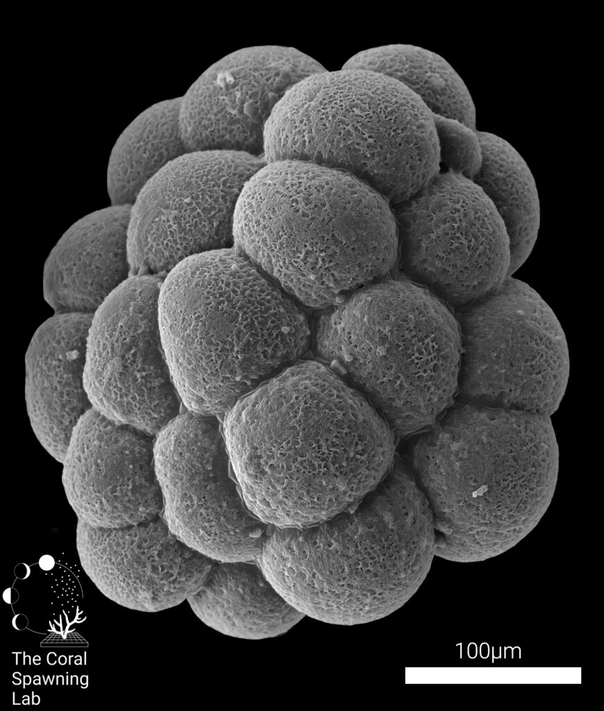 Scanning electron microscope of a developing Catalaphyllia jardinei embryo following ex-situ spawning & fertilization in UK-located coral spawning systems.