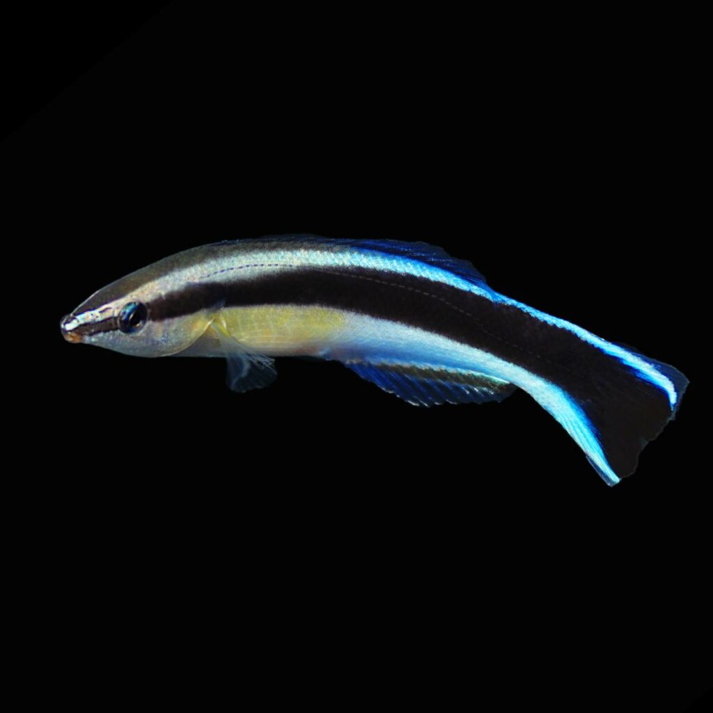 It has been years since the first captive-bred cleaner wrasses were created, by accident, during an angelfish-rearing effort at Bali Aquarich. Now, captive-bred Cleaner Wrasses are here again and available in very limited quantities via larval-rearing efforts at Biota's facilities.