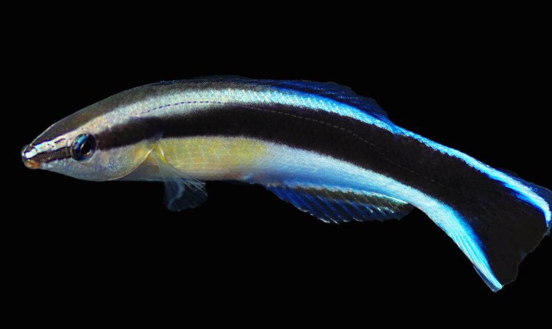 Available Again: Captive-bred Cleaner Wrasse