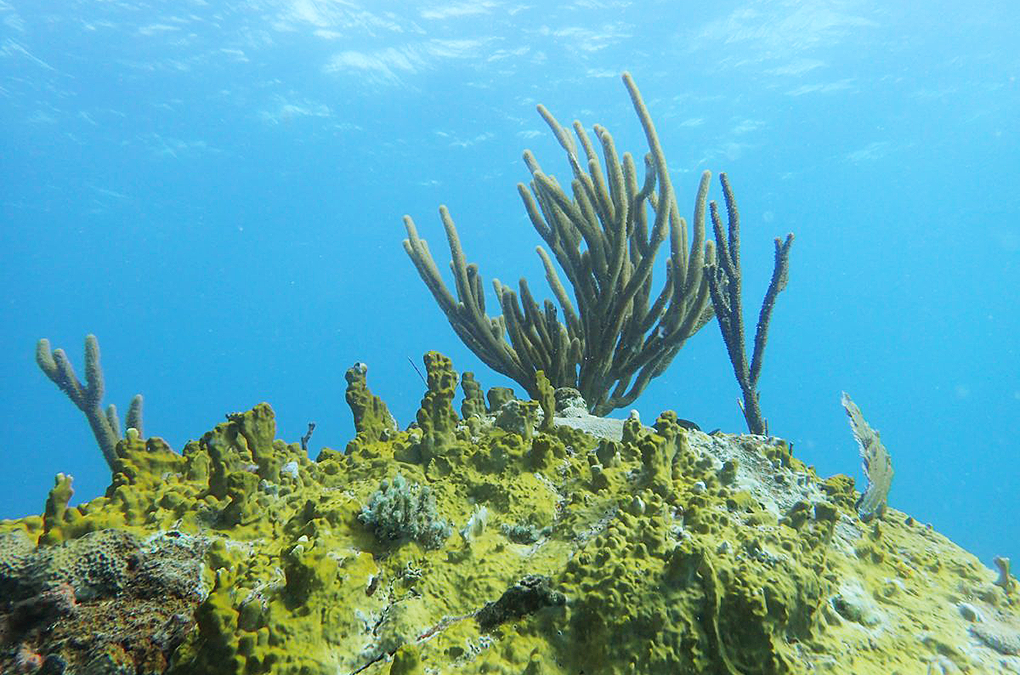 Secret Storms: Scientists unravel clouds of chemicals released by different corals