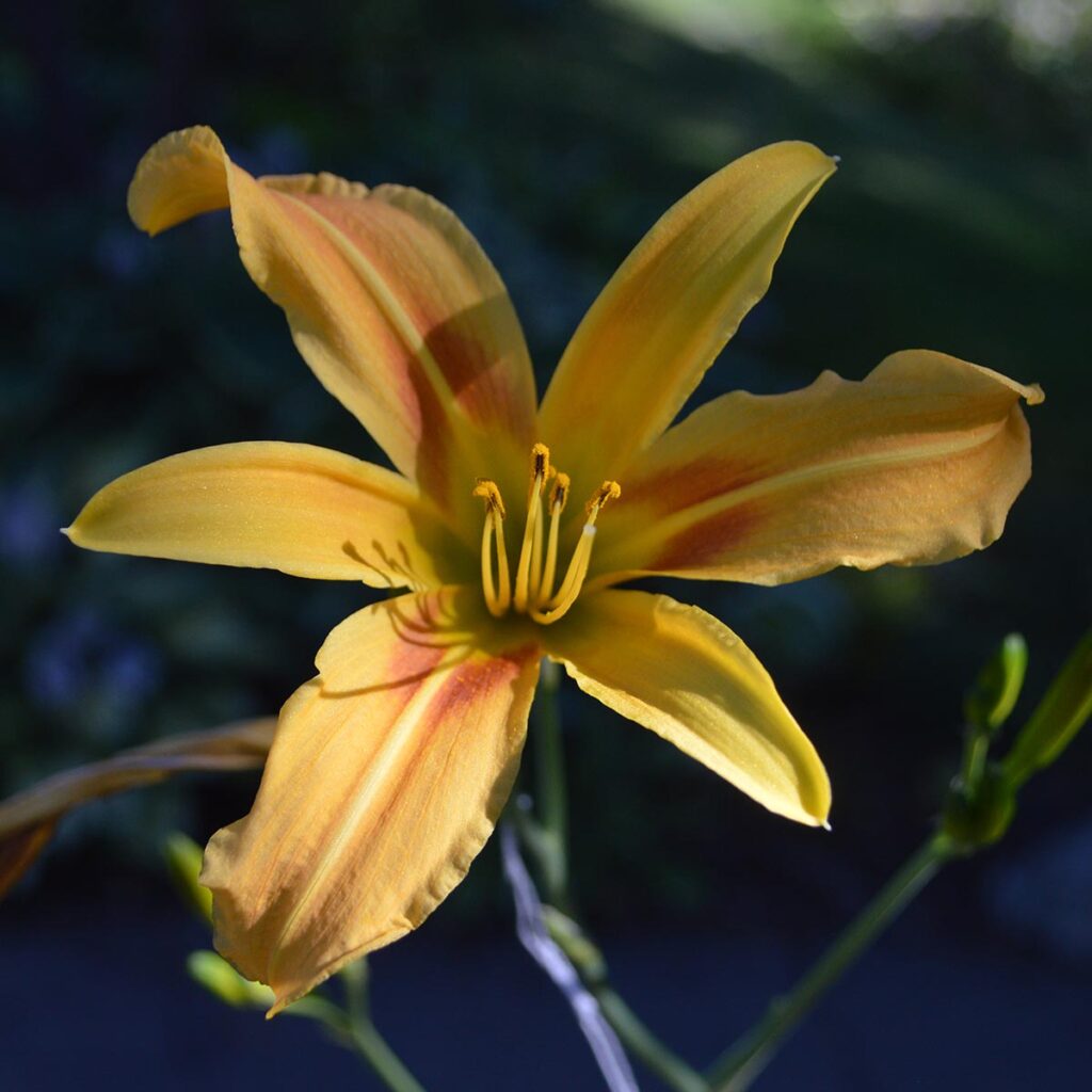 Aptly named Hemerocallis 'Autumn Minaret', this living piece of A.B. Stout blooms on extremely tall scapes, up to 7 feet (2.13 m) in height, late in the year as summer gives way to fall.  