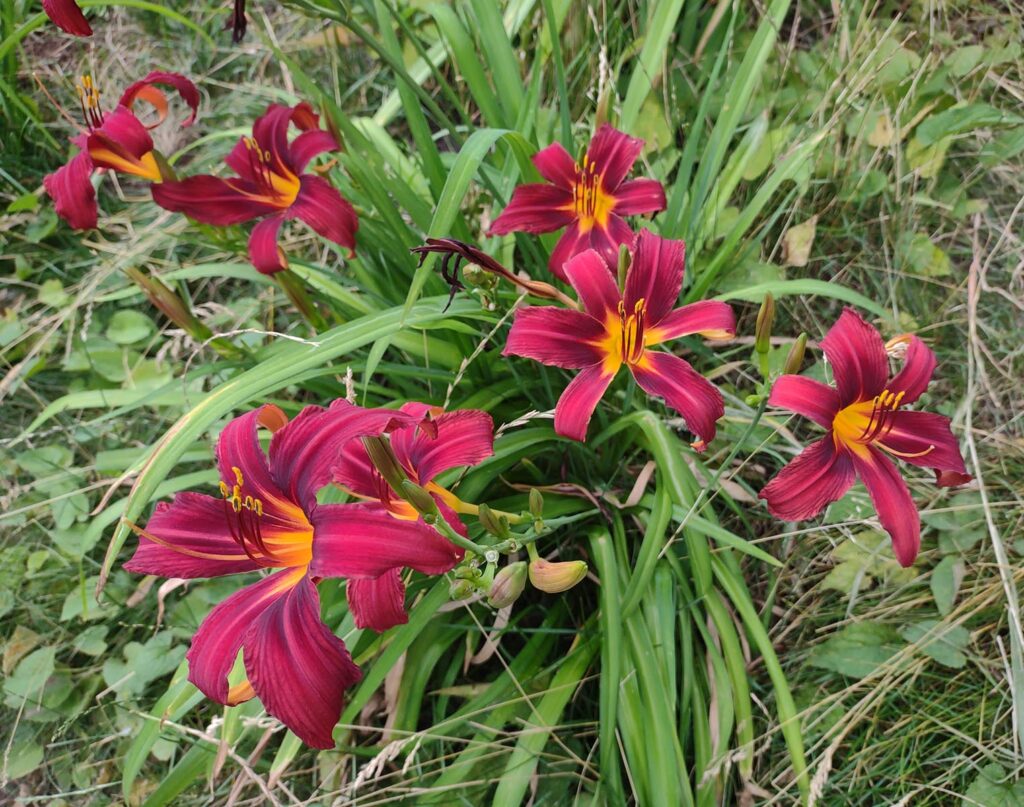 Hemerocallis 'Crimson Pirate' bursts forth into a beautiful show of brilliant carmine flowers for several weeks each summer. Formally named in 1951, this genetic individual has persisted in gardens around the world, has outlived its creator, Henry E. Sass, and is older than most of the people reading this! 
