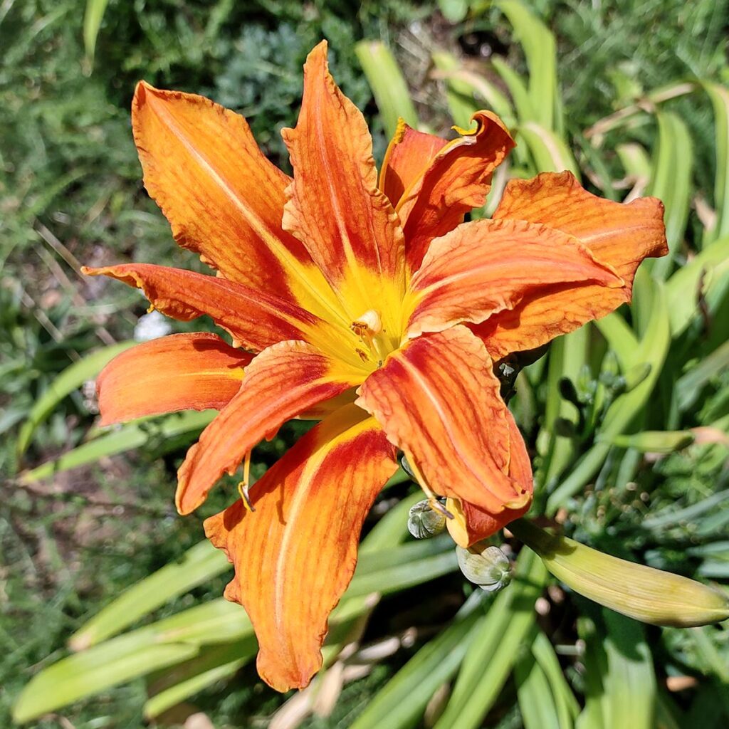 Hemerocallis fulva ‘Kwanso’.  This cultivar of the notorious orange "ditch lily" was first isolated and named 163 years ago. Pay closer attention next summer, you may find this variety with extra petals living in your neighborhood, or even your own yard. Will the reef aquarium hobby someday have coral cultivars that measure their reef aquarium tenure in centuries? And, will future reef aquarists remember the origin stories of their centenarian legacy corals?