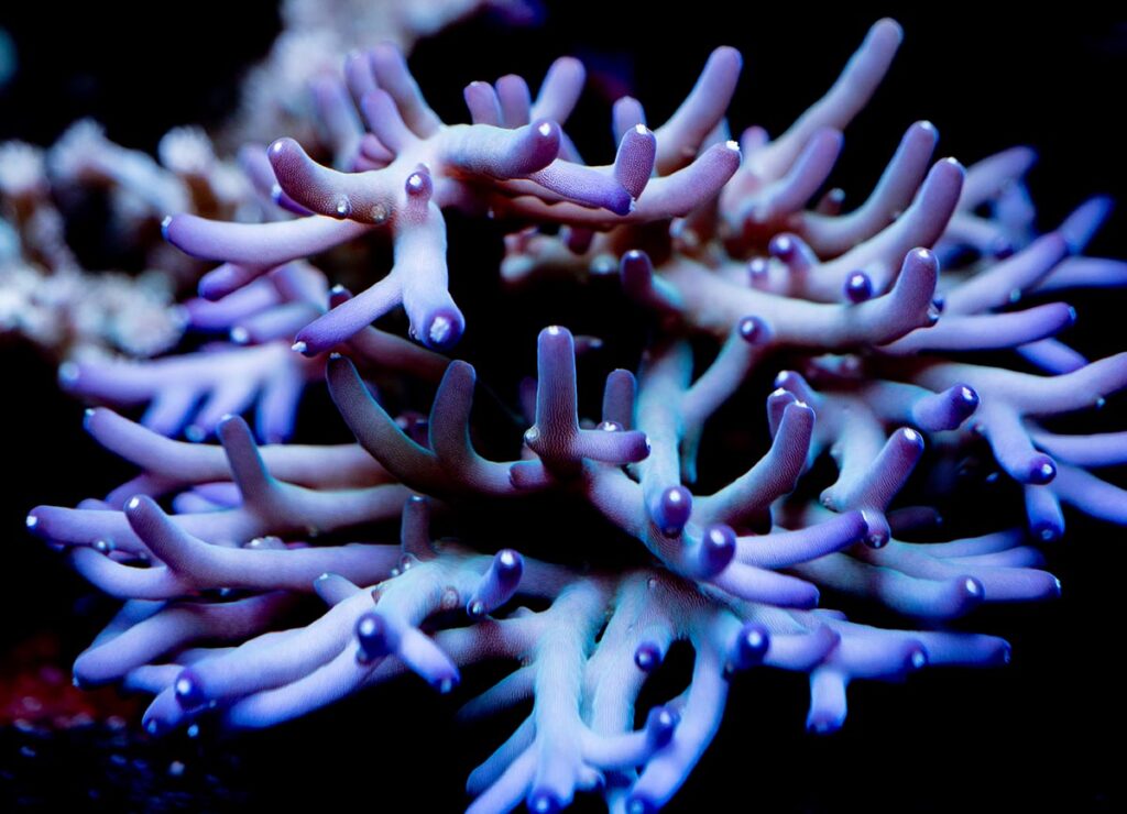 “I see this coral and angels start singing,” quipped Jake, referring to his “Heaven’s Gate” Acropora speciosa. Image credit: Evan Montgomery.