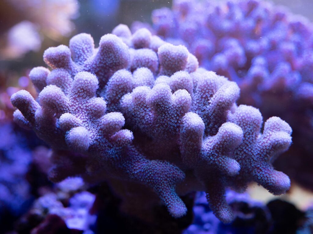 'Jake's Ramosa', Palaustrea ramosa, was first described to me over the phone as a somewhat grayish, pillowy SPS coral that was unlike anything else I had seen. The proof is in this photo by Evan Montgomery, a testament to Jake Adams' willingness to appreciate a coral that might otherwise be overlooked by the masses. You can learn more about its discovery by Jake in Amanda Meckley's article, "Immortal Corals", in the January/February 2023 issue of CORAL Magazine.