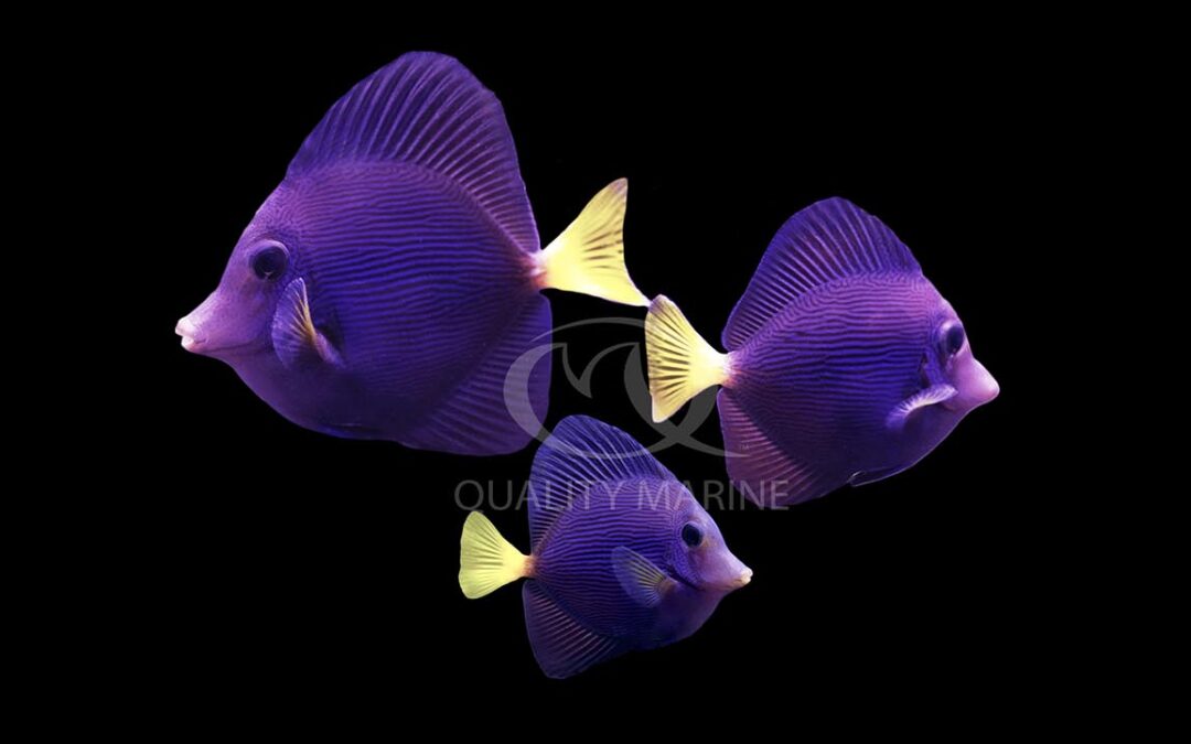 Quality Marine Successfully Breeds Purple Tangs