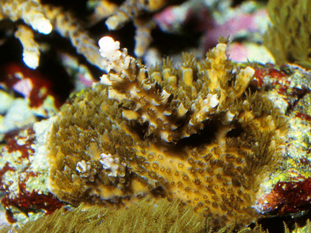 The Stuber Acropora, as photographed in Berlin, Germany by Svein Fosså in 1985. Image credit: Svein A. Fosså.