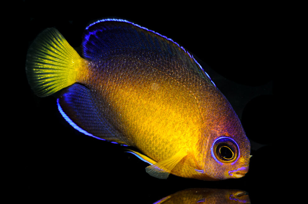 Two New Dwarf Angelfish Hybrids From Bali Aquarich - CORAL Magazine