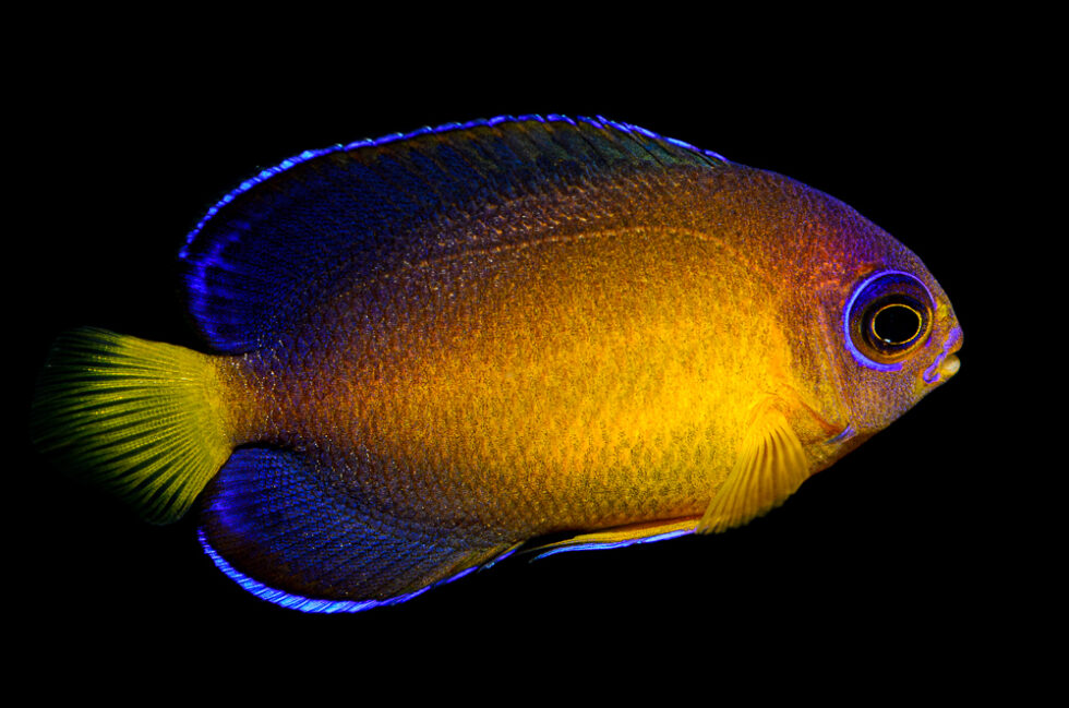 Two New Dwarf Angelfish Hybrids From Bali Aquarich - CORAL Magazine