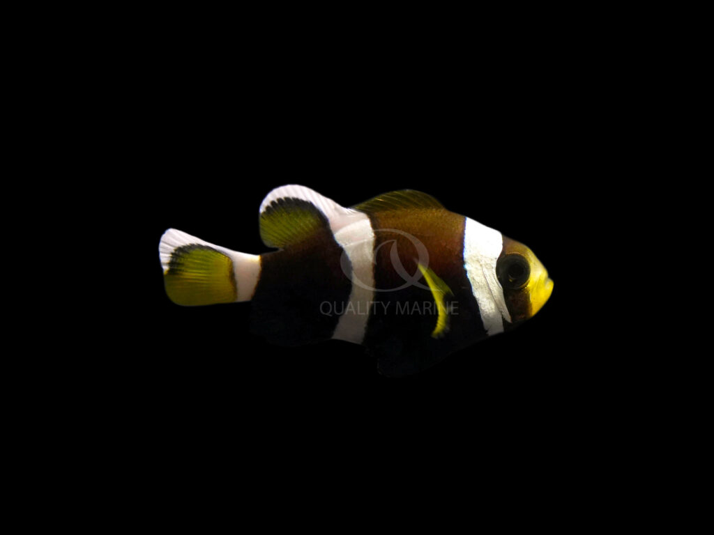Juvenile Latezonatus Clownfish are certainly cute, but look below to see what they're going to look like as adults!
