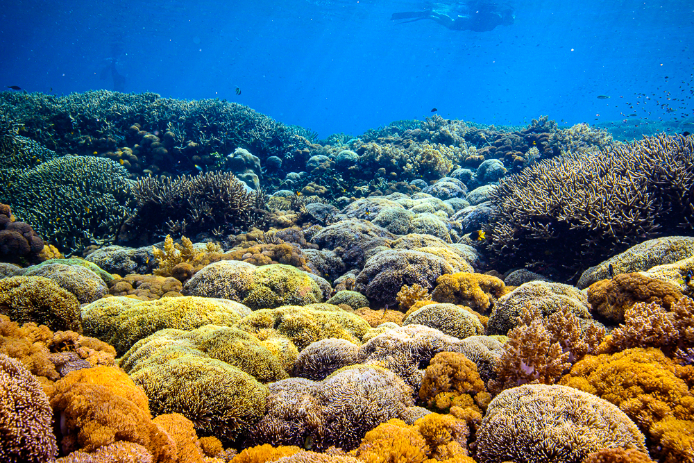 Will This Indonesian Torch Coral Garden Withstand a Bleaching Event?