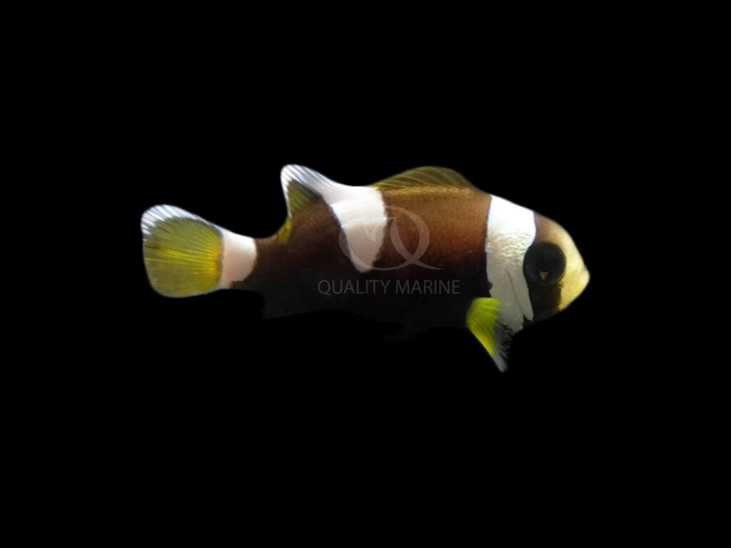 An example of a "misbar" Latezonatus clownfish, where the central stripe does not cover the entirety of the flank, but appears more saddle-like. 