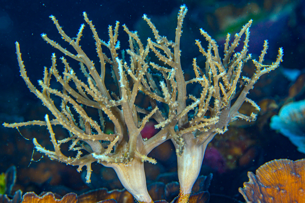 A Soft Coral That Wants To Be Hard!