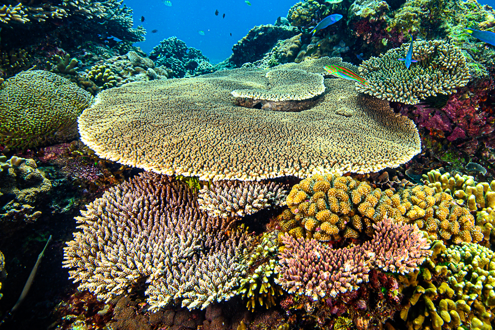 Acropora hyacinthus and A. cytherea: Two Similar Tabling Species in  Indonesia - CORAL Magazine