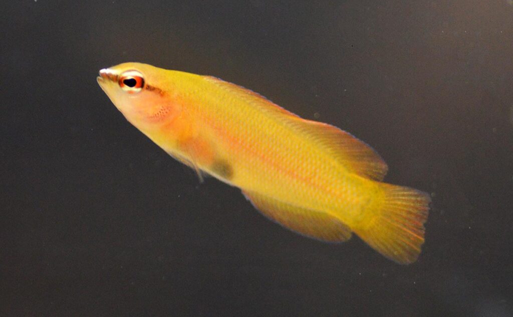 A captive-bred first is claimed with an extremely rare-to-the-hobby; meet the first generation of captive-bred White-Nosed Dottybacks, Pseudochromis leucorhynchus, from Oman.