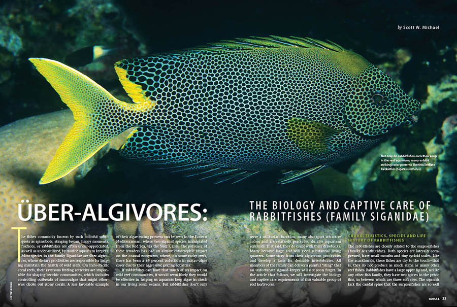 ÜBER-ALGIVORES: The Biology and Captive Care of Rabbitfishes (Family Siganidae) - CORAL Magazine, July/August 2023