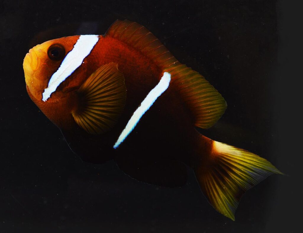 A wild-collected Amphiprion omanensis, now an adult serving as broodstock at De Jong Marinelife Nursery. This species is unique with its reddish-brown base coloration, black pelvic and anal fins, and beautiful lyre tail.