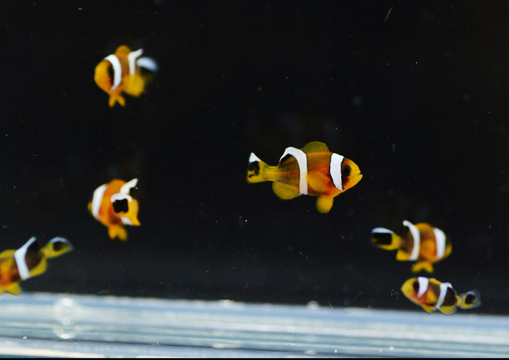 Another worldwide captive-breeding first is claimed by De Jong Marinelife among the increasingly difficult to find "never bred" clownfish species! Check out the world's first captive-bred Oman Clownfish, Amphiprion omanensis.