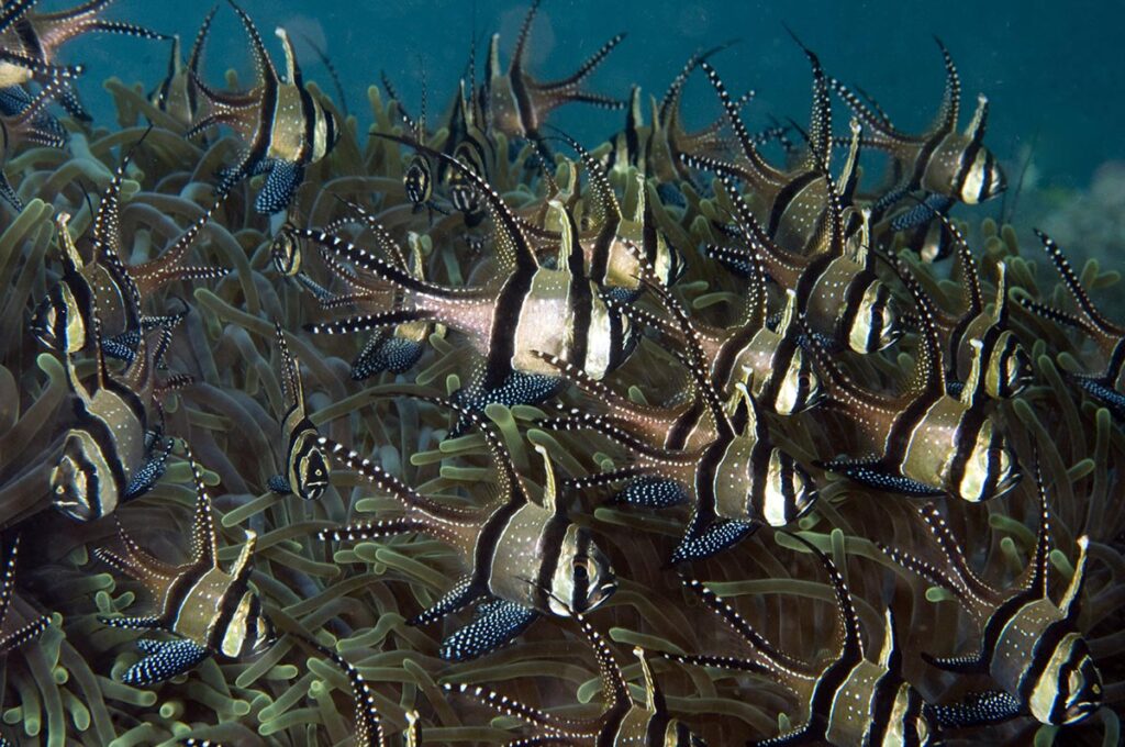 Banggai Cardinalfish, Pterapogon kauderni, are at the center of a proposed import/export ban within the United States. Image credit: Dray van Beeck/Shutterstock.