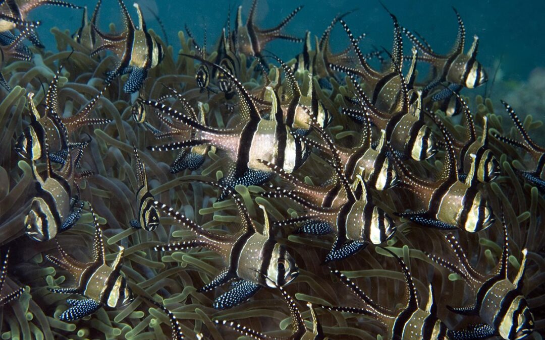 Pet Advocacy Network Urges NOAA to Reject Proposed Banggai Cardinalfish Import and Export Ban