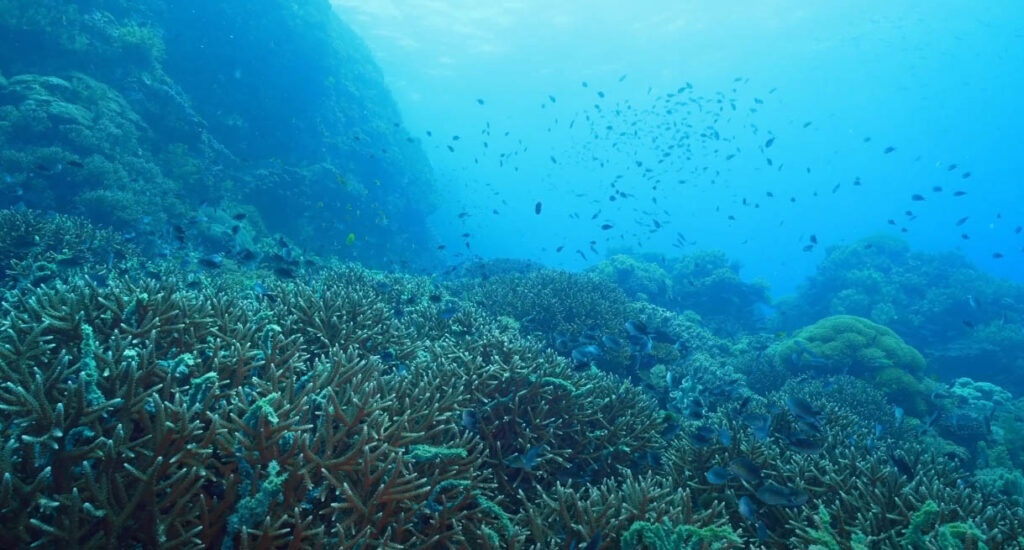 Expansive fields of Acropora invite further exploration of the Philippine coral reefs.