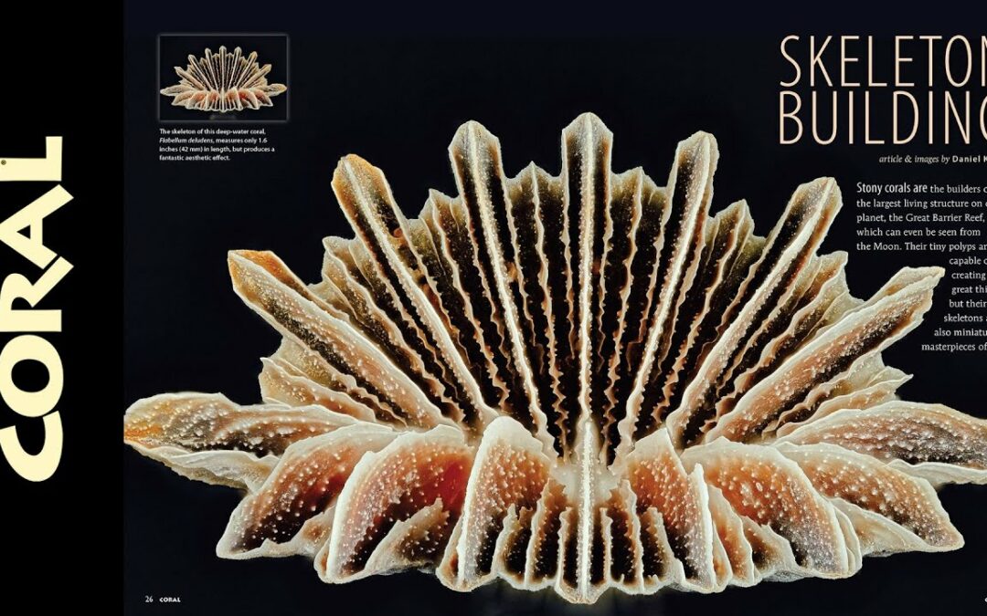 VIDEO Inside Look: CORAL Magazine “EVERLASTING STONY CORALS”