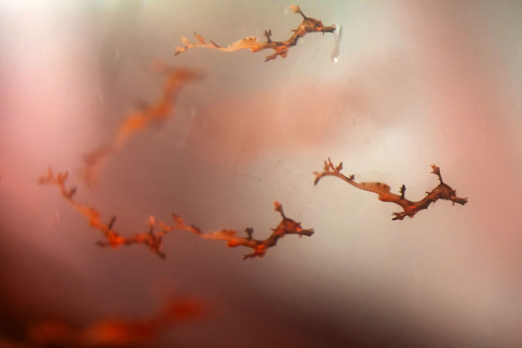 Several fry of the Weedy Sea Dragon, Phyllopteryx taeniolatus, will spend a year or more growing up behind the scenes at the Columbus Zoo and Aquarium.Image credit Grahm S. Jones, Columbus Zoo and Aquarium.