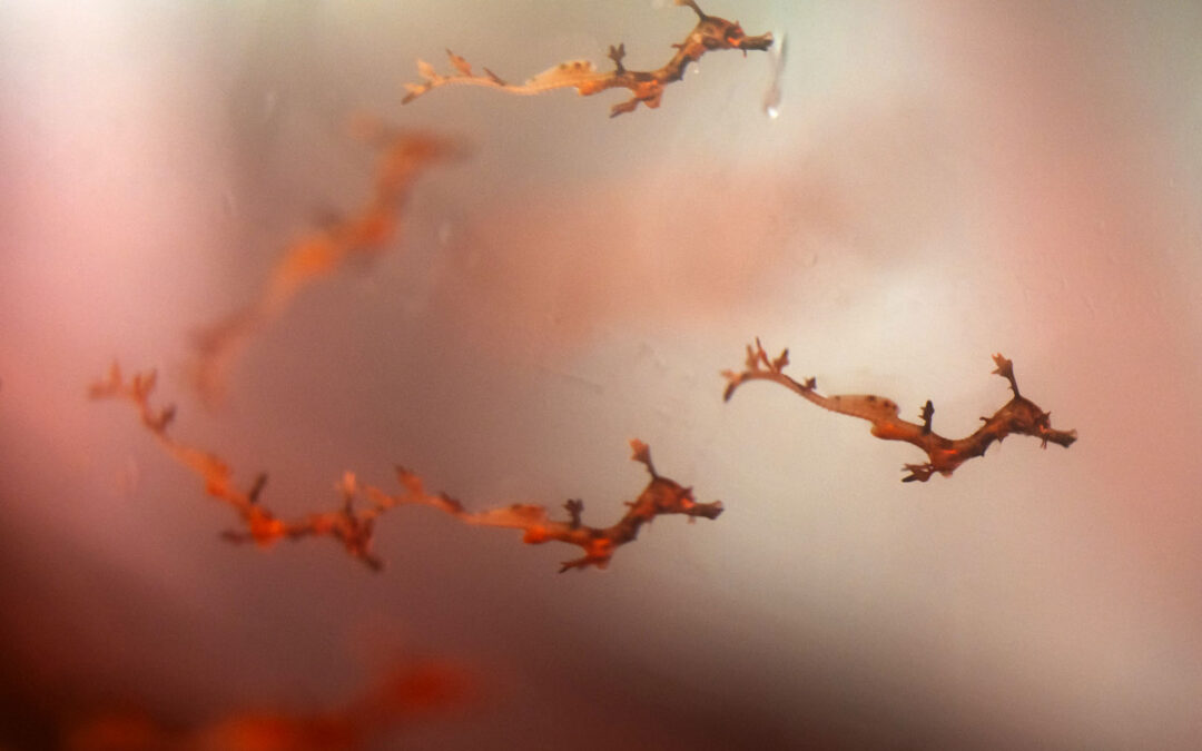 Columbus Zoo and Aquarium Hits Milestone With Their First Ever Successful Birth of Seadragon Babies