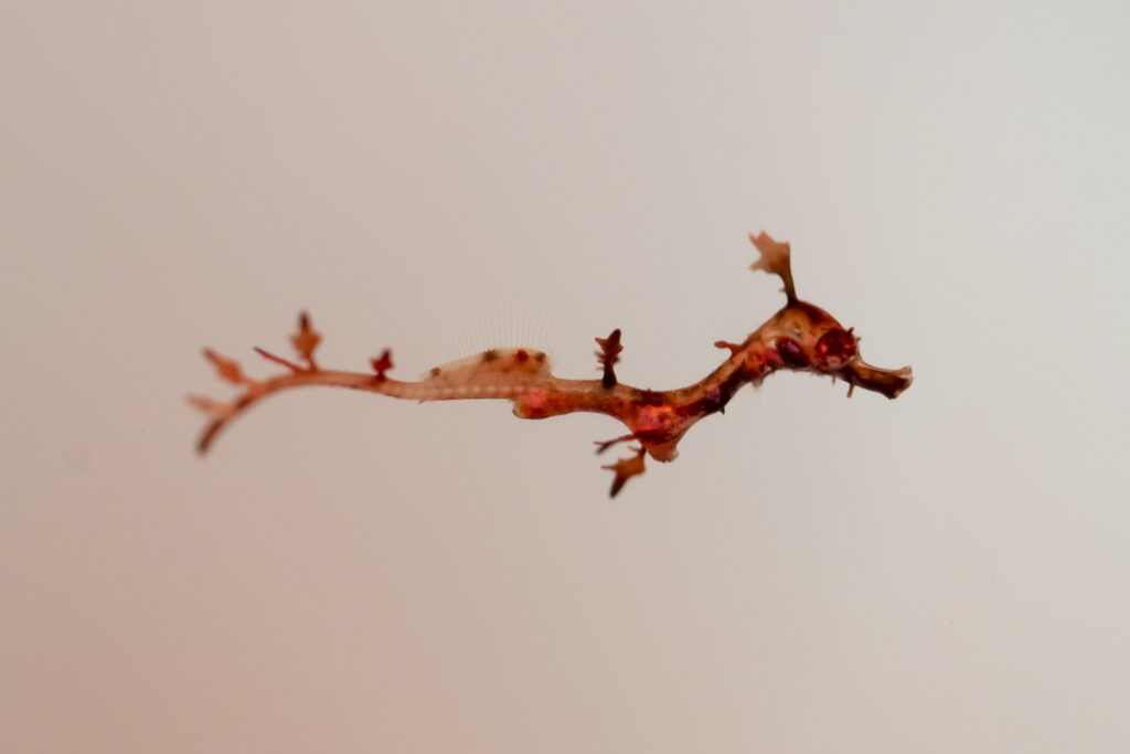 Weedy Sea Dragon (Phyllopteryx taeniolatus) fry in early August 2024. Image credit Grahm S. Jones, Columbus Zoo and Aquarium.