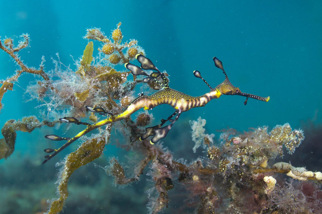 An adult Weedy Sea Dragon in the wild; a captivating species that is extremely challenging to care for in captivity. Given time, the fry born at the Columbus Zoo and Aquarium will hopefully mature into strikingly beautiful adults like the one shown here. Image credit: David Haintz/Shutterstock