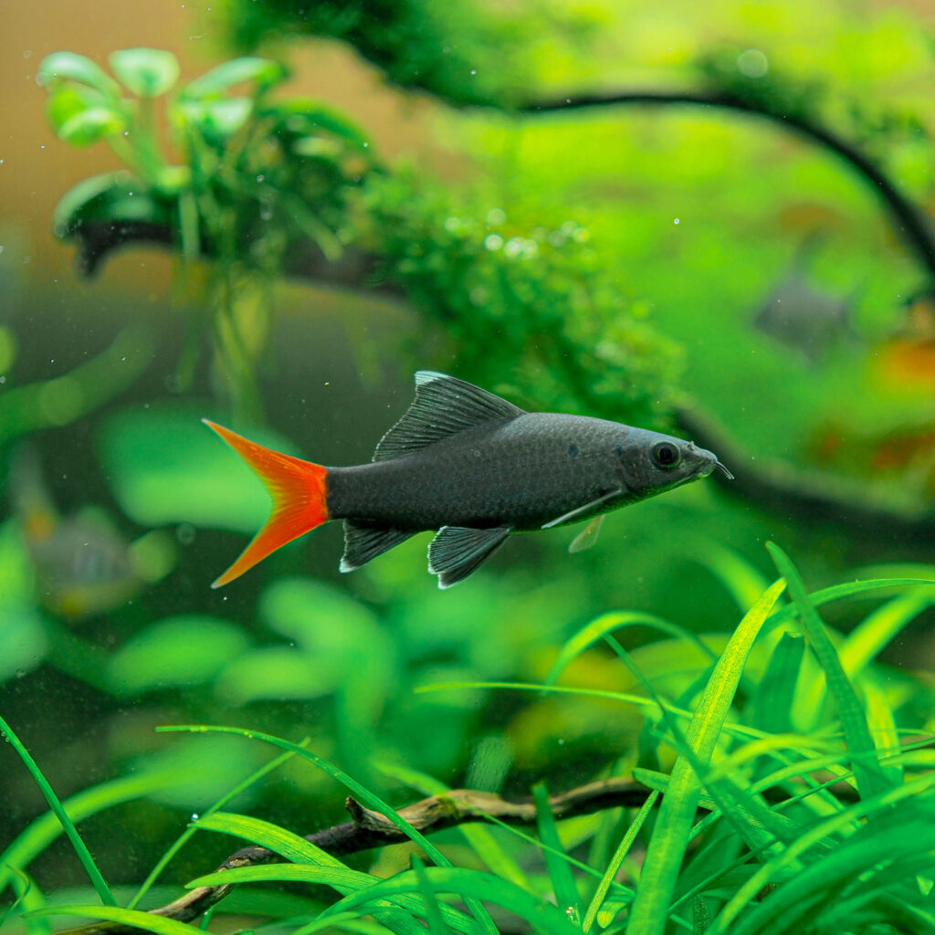 The Redtail Shark (Epalzeorhynchos bicolor) is not listed under the ESA. This allows the species, which is categorized as critically endangered by the IUCN due to habitat degradation, to be bred in large numbers on fish farms to meet the demand of the aquarium trade. Image credit: MAXzNawawit/Shutterstock