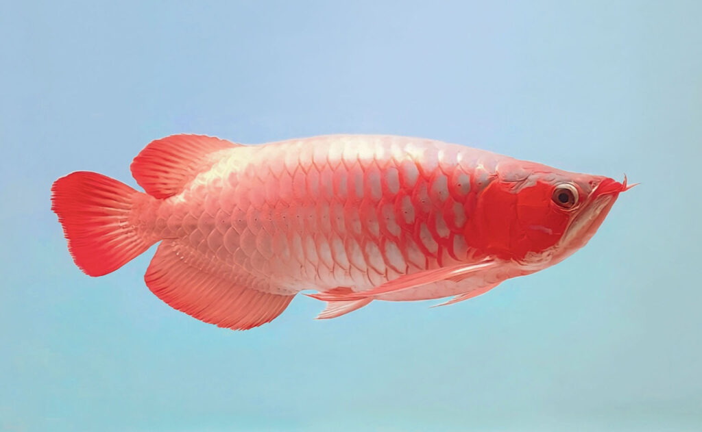 The Asian Arowana is listed as Endangered under the ESA. This is why even captive-bred specimens from CITES-registered breeding facilities cannot be legally imported into the United States. Image credit: Julietenggo/Shutterstock.