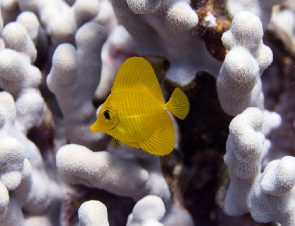 Juvenile Yellow Tang (Zebrasoma flavescens) on coral reef off Kona, the Big Island, Hawaii. Image credit: Peter Douglas/Shutterstock