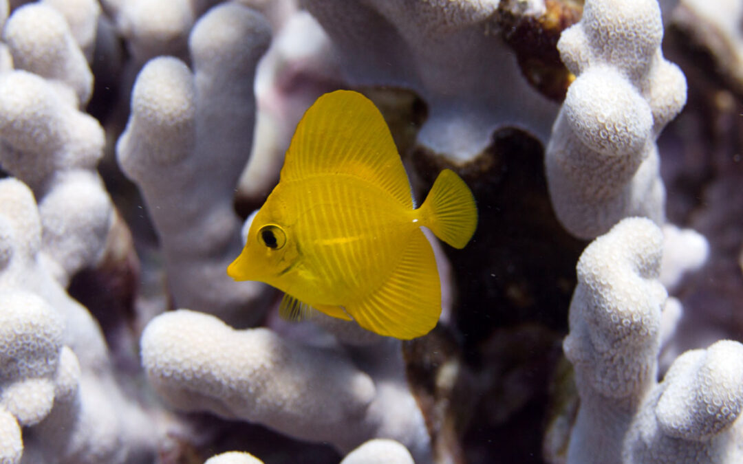 Tell the Hawaii Land Board to Oppose Banning Aquarium Fisheries