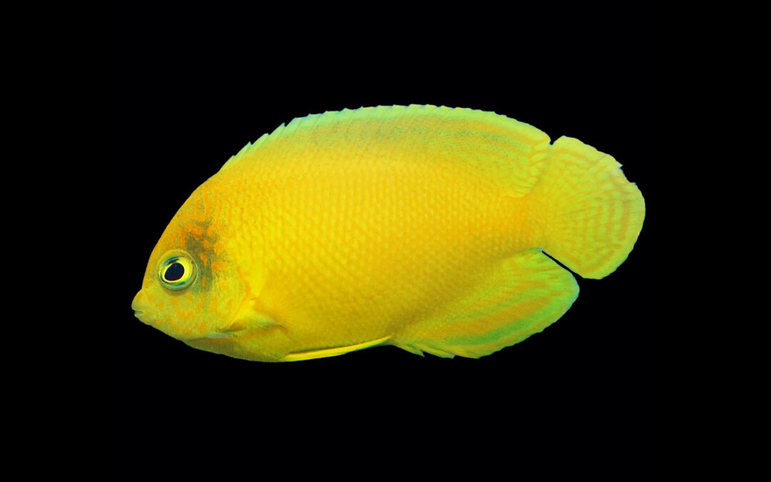 Biota’s Captive-Bred Heraldi Angelfish claims a Species First