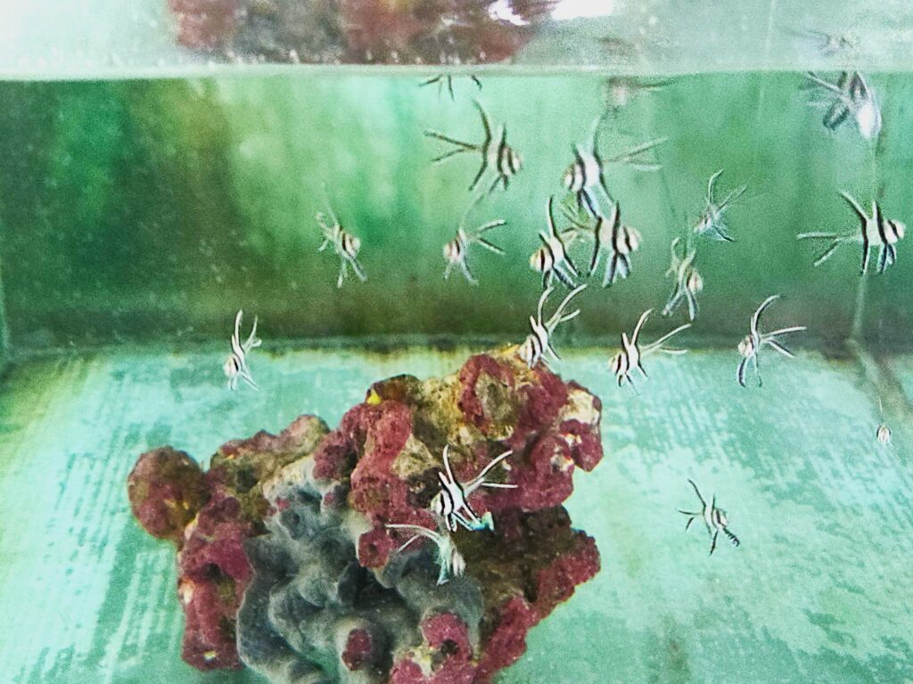 Young (and rapidly growing!) Banggai cardinalfish (Pterapogon kauderni) flit about one of the aquaria at the LATC. Photo by P. Anderson/CRAFC.