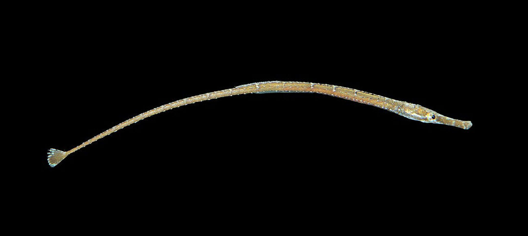 Biota Aquariums Debuts Captive-bred Shortfin Pipefish