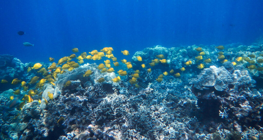 Yellow Tangs swimming the reefs off the Kona coast, Big Island of Hawaii. Image Credit: Denise Bird/Shutterstock