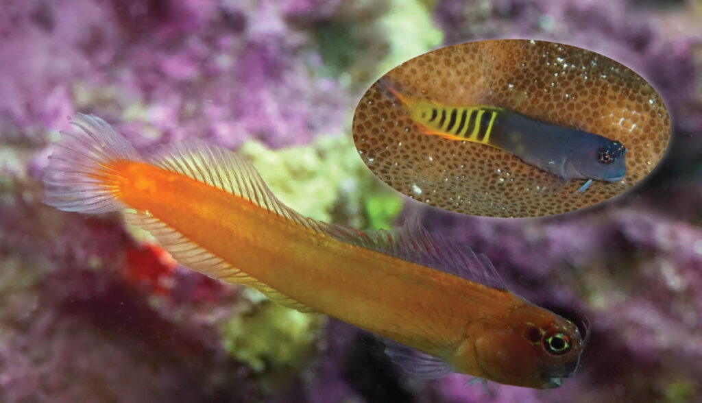 Meet the Gulf Blenny, recently aquacultured by the QM Labs division of Quality Marine in Los Angeles, California.