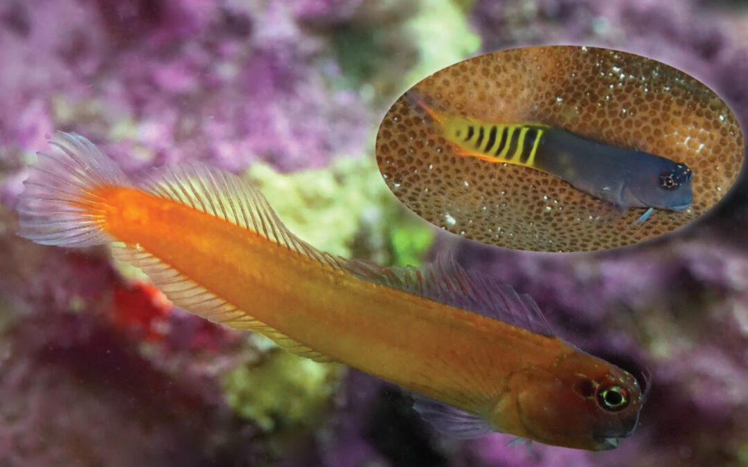 CORAL Magazine Mystery Fish ANSWER from Volume 21.4 – Gulf Blenny