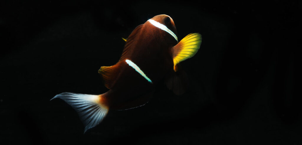 A mature Oman Anemonefish (Amphiprion omanensis). Image credit Pavaphon Supanantananont/Shutterstock.