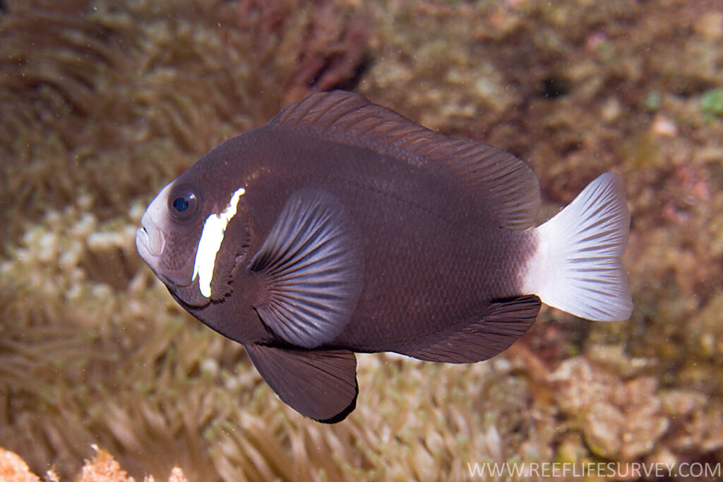 Amphiprion mccullochi at Lord Howe Island, Australia - Andrew J. Green / Reef life Survey - CC BY 3.0