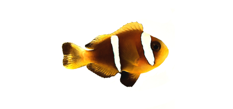 Oman Clownfish Now Available via ORA