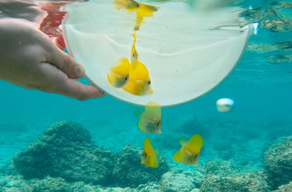 Captive-Bred Yellow Tangs Released In Hawaiian Waters